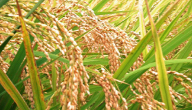 お米（コシヒカリ）