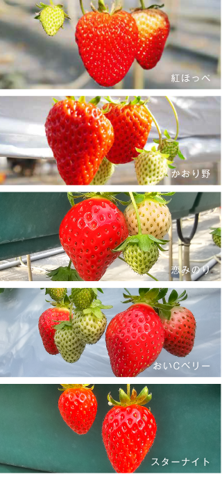 いちごの品種と魅力