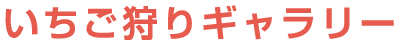 いちご狩りギャラリー