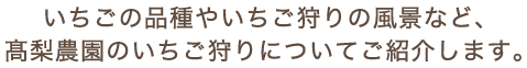 いちごの品種やいちご狩りの風景など、髙梨農園のいちご狩りについてご紹介します。