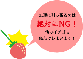 無理に引っ張るのは絶対にNG！他のイチゴも傷んでしまいます！