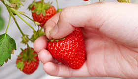 親指と人差し指の爪で挟んで、クキを切り取ります。