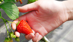 まずは、いちごの実をひとつ優しく持ちます。