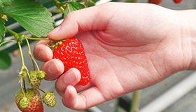 ヘタの付け根を親指で軽く押しながらひねります。