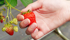 そこから90度ひねるといちごがポロッと取れます！